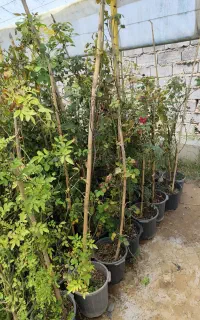 گل رونده رز،نسترن،پیچ یاس فروش یکجا ۷۵عدد