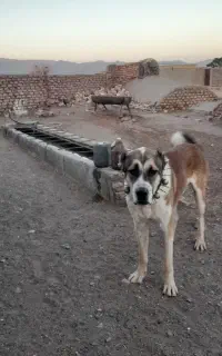 سگ نگهبان