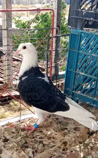 دوکت شهری ماده
