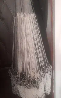 ماهی سالی