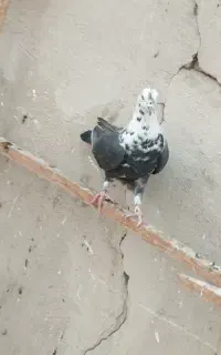 چند عدد کبوتر آس