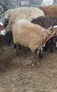 گوسفند ماده آبستن شیرکر داشتی