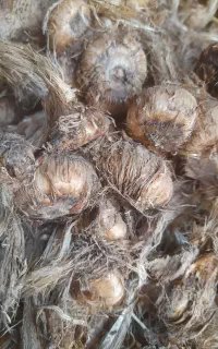 پیاز زعفران