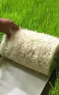 علوفه هیدروپونیک (علوفه تازه)