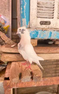 کبوتر گمشده