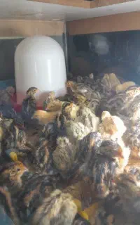 جوجه بلدرچین