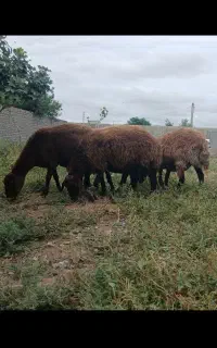 چهار عدد گوسفند جوان چاق