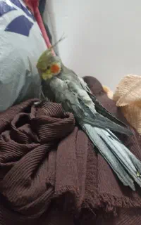 عروس هلندی گم شده