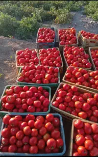 گوجه ربی