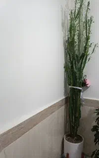 گل طبیعی