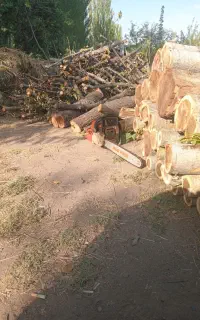 چوب بری