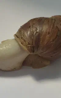حلزون کلاژنی