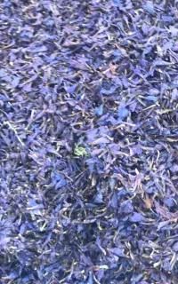 گل گیاهی گل گاوه زبان
