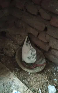 کبوتر باخت رفته
