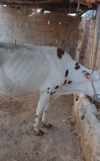 گاو