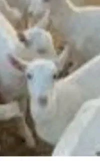 بزسانن سوپر شیر 4کیلو به بالا