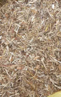 کاه سیاه دانه ،  فروش شرایطی