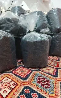 چای دستچین ارگانیک بهاره