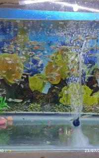 ماهی گوپی درچند نژاد