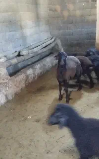 بره نر هترو