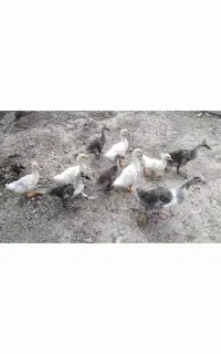 جوجه غاز 40روزه از دو نژاد