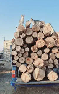 خرید چوب بالای پانصد کیلو و تنه صنوبر و ضایعات