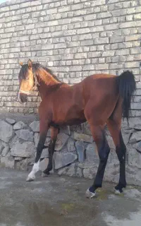 اسب کره نریون کورد
