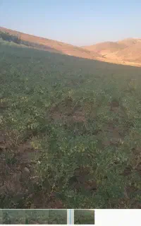 نیازمند کارگر جهت چیدن نخود