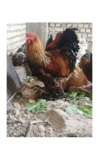 تخم نطفه دار برهما و سلطان