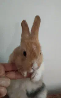 بچه خرگوش زبل