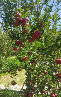 سیب سبز فرانسه