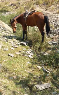 اسب مادیان جوان