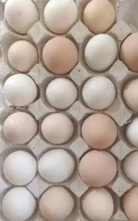 پخش تخم‌مرغ‌ نطفه‌دار‌ درجه‌یک