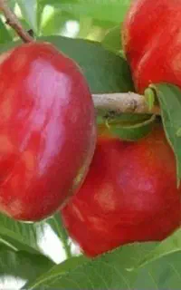سورتینگ میوه