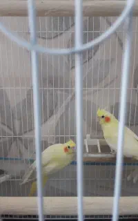 ماده عروس جوان