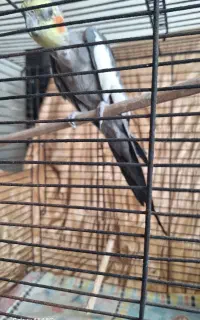 پرندگان