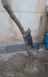 واگذاری گربه