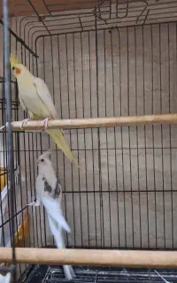یه جفت عروس به شرط