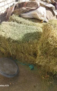 پرس یونجه