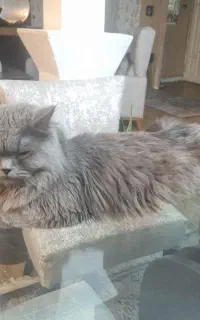 گربه گمشده