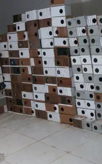 لانه عروس