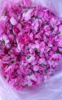گلاب سنگین تازه