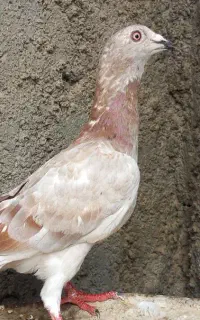 کفتر قلدر