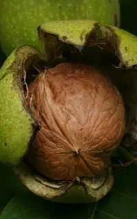 گردوتکان و اجاره گردو