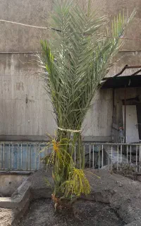 نخل کوچک (فونیکس)
