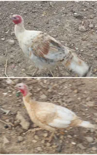 حیوانات درمزرعه