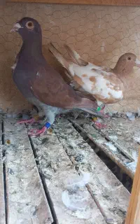 دو جفت کبوتر پلاکی کارل میولمنز