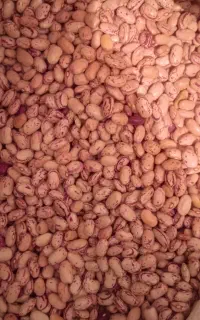 فروش لوبیا چیتی جهت بذر