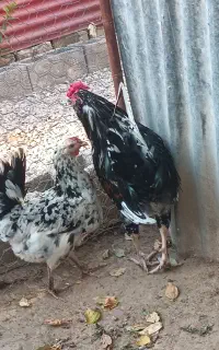 خروس ومرغ گلین