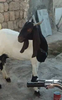 بز چند قلو زا جوان